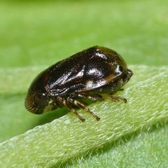 Clastoptera xanthocephala