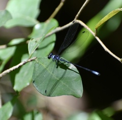 Hypolestes trinitatis