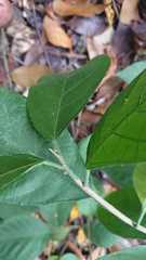 Ficus montana