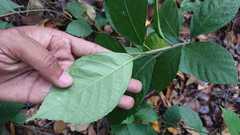 Ficus montana