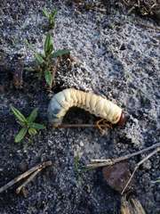 Scarabaeidae
