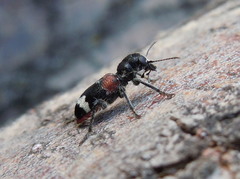 Clerus mutillarius