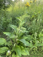 Inula