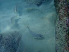 Micropogonias furnieri
