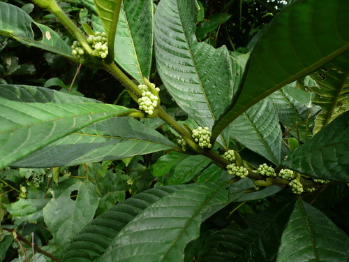Pauridiantha hirtella