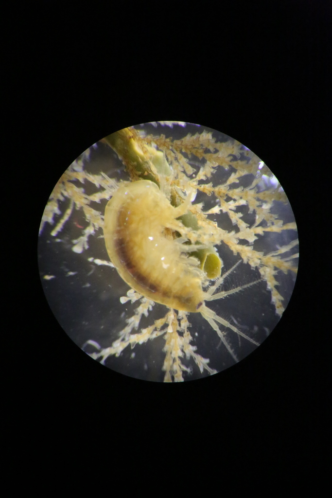 Marinogammarus