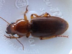 Harpalus erraticus
