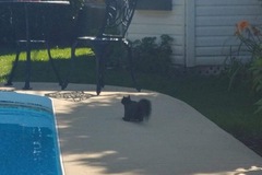 Sciurus carolinensis