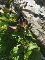 Gentiana pannonica
