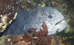 Anarrhichthys ocellatus
