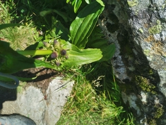 Gentiana pannonica