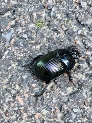 Geotrupes splendidus