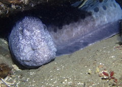 Anarrhichthys ocellatus