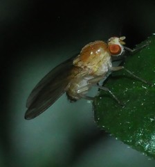 Lauxaniidae