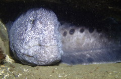 Anarrhichthys ocellatus