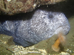 Anarrhichthys ocellatus