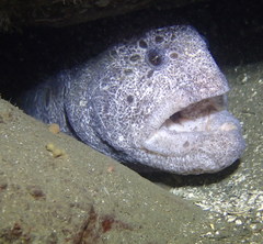 Anarrhichthys ocellatus
