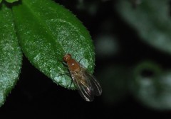 Lauxaniidae