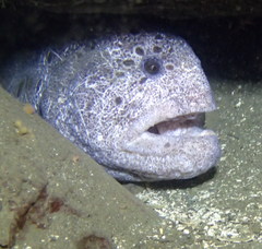 Anarrhichthys ocellatus