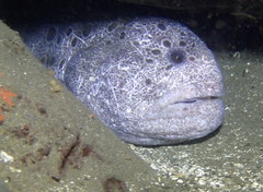Anarrhichthys ocellatus