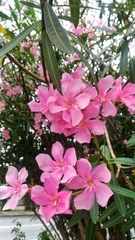 Nerium oleander