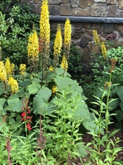 Ligularia