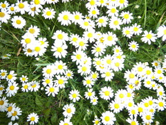 Matricaria