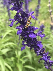 Atteva aurea