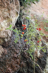 Solanum lycopersicum cerasiforme