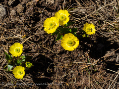 Ranunculus macauleyi