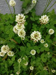 Trifolium repens