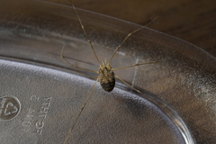 Trachyrhinus rectipalpus