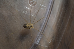 Trachyrhinus rectipalpus