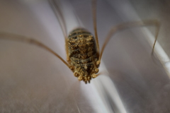 Trachyrhinus rectipalpus