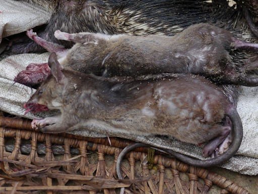 Kivu Giant Pouched Rat