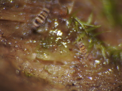 Orchesella hexfasciata