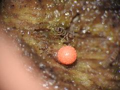 Orchesella hexfasciata