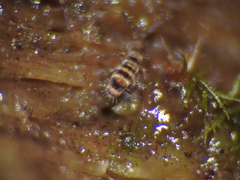 Orchesella hexfasciata