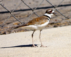 Charadrius vociferus
