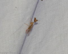 Dicromantispa interrupta