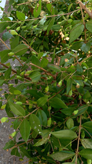 Myrtus communis