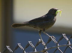 Euphagus cyanocephalus