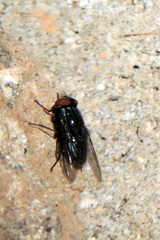 Synthesiomyia