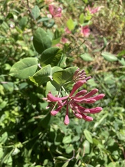 Lonicera hispidula