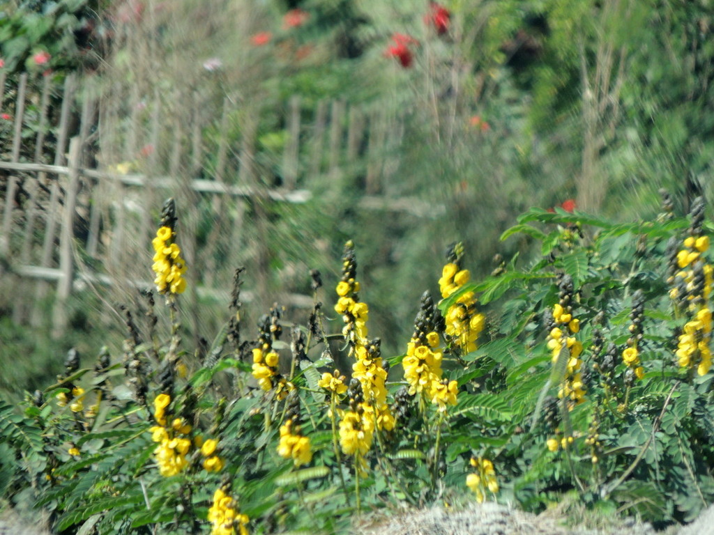 Senna didymobotrya, Antananarivo, Madagascar