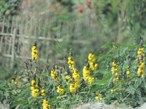 Senna didymobotrya