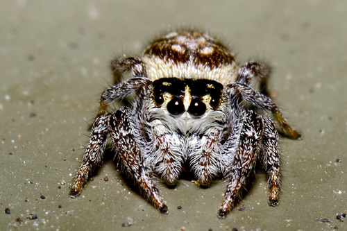 Mile End Jumping Spider