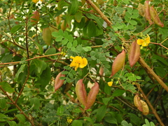Colutea arborescens