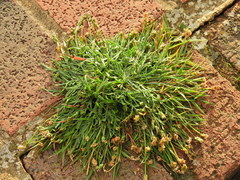 Plantago coronopus