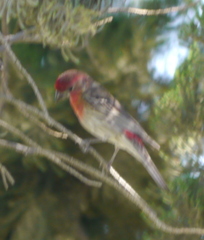 Haemorhous mexicanus